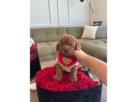 Tatlı poodle kızım hera