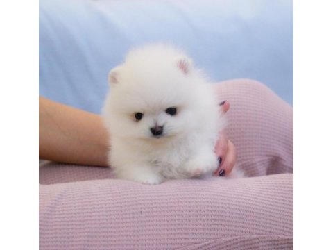Pomeranian boo teddy bear ayıcık surat yavrularımız