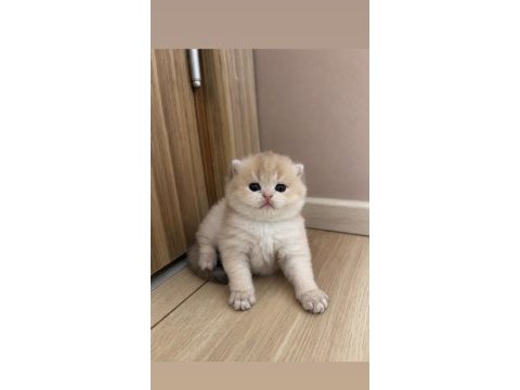 Brıtısh longhair ay11 erkek