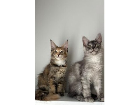 Sağlık ve ırk garantili minik maine coon devler