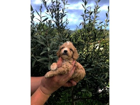 Irkının süper starı a kalite teacup maltipoo bebekler