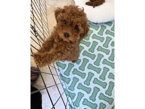 Toy poodle yavrumuz yeni ailesini arıyor