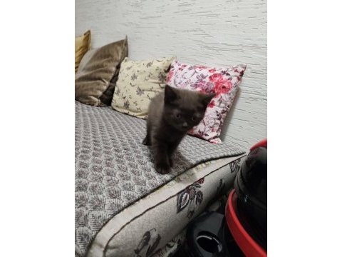 British shorthair yavru erkek