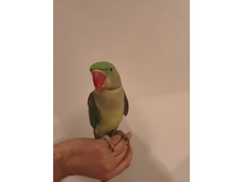 Acil satılık alexander papağanı