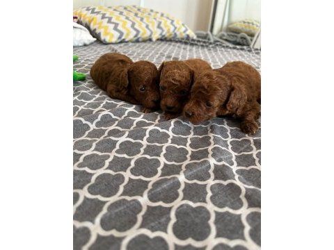 Poodle tea cup dark brown yavrular
