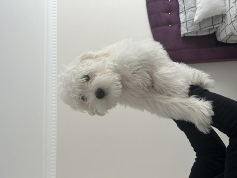 Köpeğimiz mia güzel bir yuva arıyor