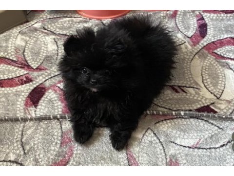 Kendini farklı hissedenler için pomeranian