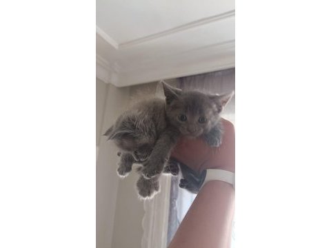 Ev ortamında büyümüş british shorthair kedilerim