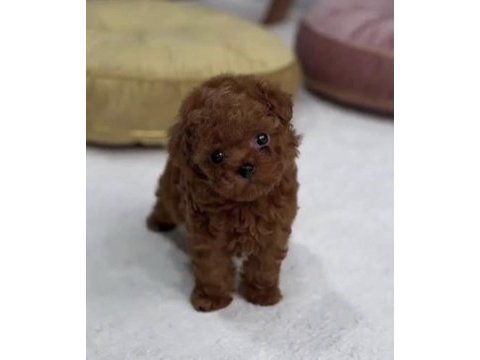 Toy poodle sağlıklı