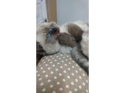 Bebek british shorthair