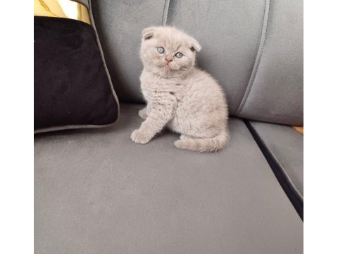 Küçük scottish fold minnoşum