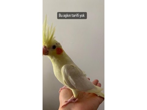 Ele alışkın sultan papağanı