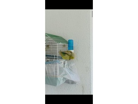 Evcil forpus papağanı çift