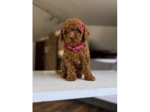Toy poodle bebekler