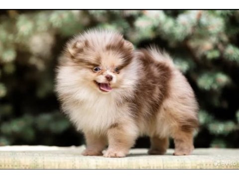 Chocolate merle mikro erkek yavru pomeranian (show)