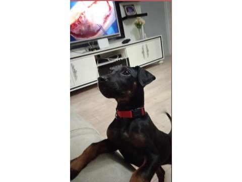 Satılık yavru doberman