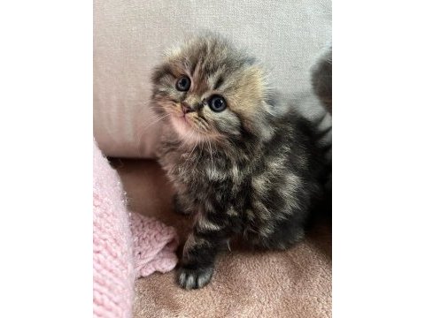 Chinchilla 4 erkek ve 4 dişi