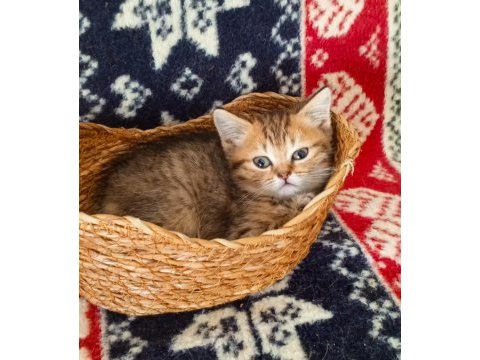 Safkan ırk garantili british shorthair yavrular