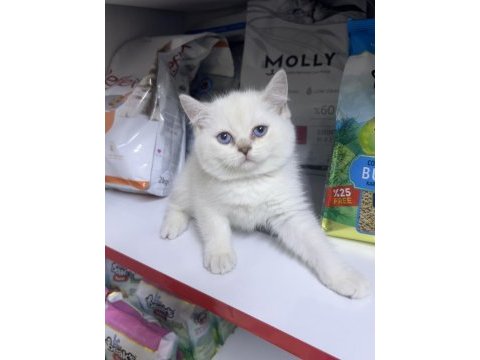 British shorthair ayıcık kardeşler silver point