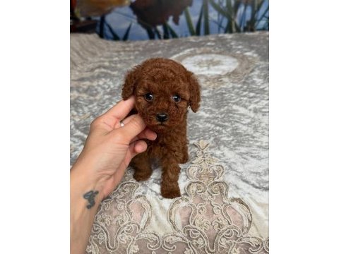 Koyu renk toy poodle yavruları 