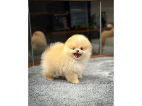 Aa kalite safkan garantili pomeranian yavrular