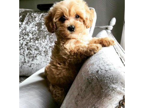 Maltipoo korekan 0 numara bebekler