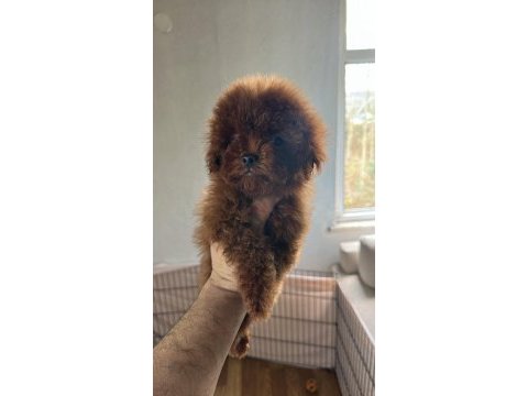 Kore red brown safkan toy poodle köpekler