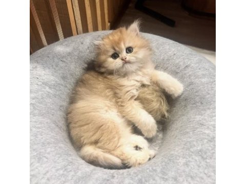 Saf kan golden british longhair (wcf kayıtlı)