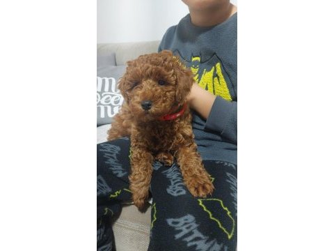 Orjinal toy poodle 3 aylık