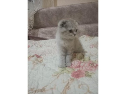 Çok tatlı scottish fold yavrularımız
