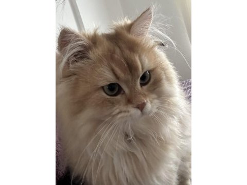British longhair safkan erkek istanbul beylikdüzü