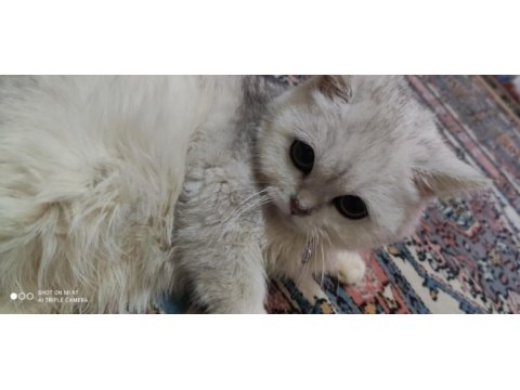 8 aylık dişi british longhair uysal kedim