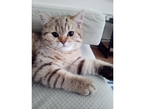 British shorthair 5 aylık kedimiz