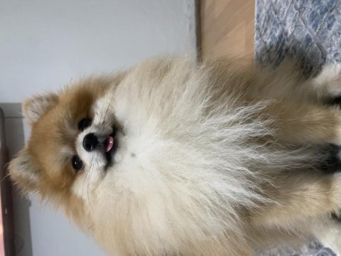 Pomeranian 1 yaşında
