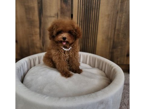 Kore poodle yavrularımız