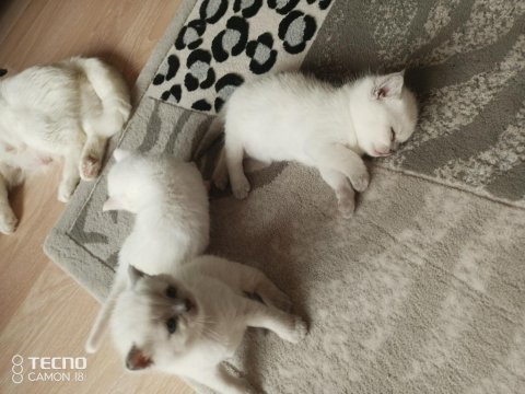 Yeni bebek kediler geldi