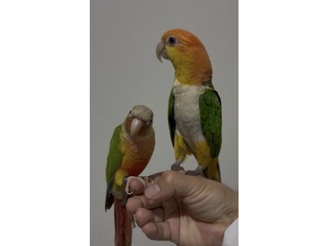 Dost canlısı konuşma var ful uysal caique
