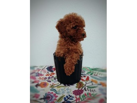 Tatlış toy poodle yavru