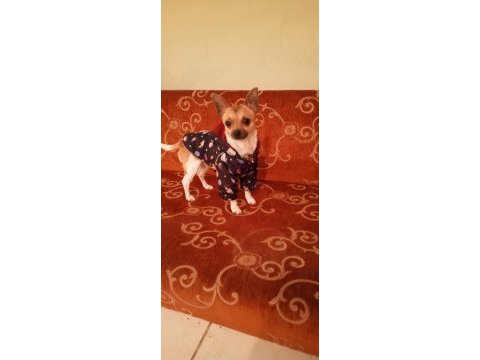 Chihuahua sahiplendirme