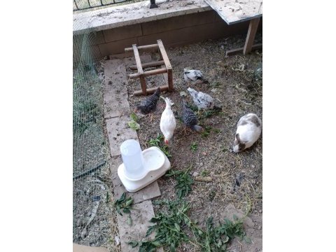 3 aylık horoz ferikleri