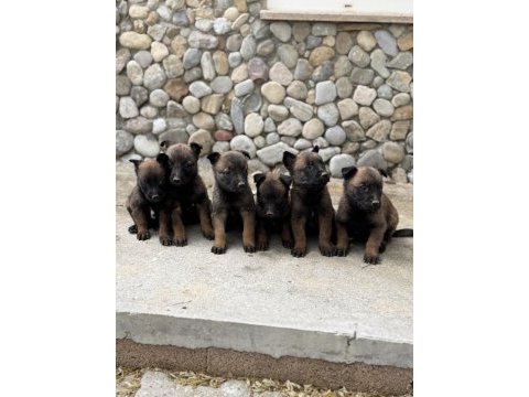 Üst kalite belçika malinois yavrular