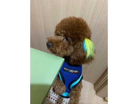 Toy poodle erkek oğluma eş arıyoruz