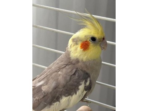 11 aylık erkek grey sultan papağanı