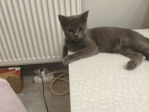 British shorthair 5 aylık