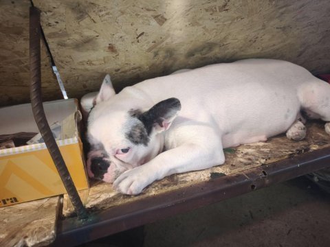 Çok akılı bir dost köpeğimiz mecburiyetten veriyorum