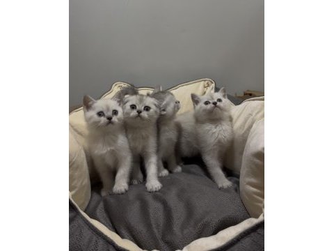 British shorthair güzellikler