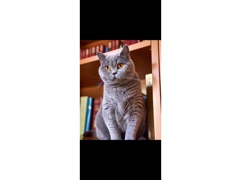 British shorthair ve scottish fold