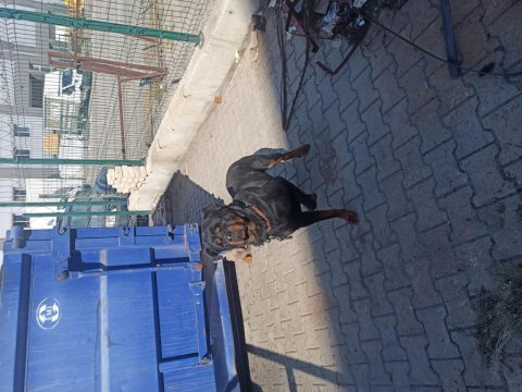 Ücretsiz rottweiler köpekler