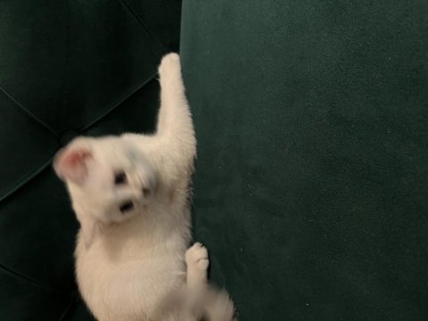 3 aylık kedimi sahiplendirmek istiyorum çok oyuncudur