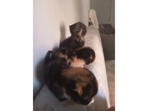 Yavru kedilere yeni yuva aranıyor